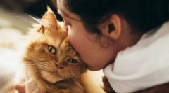 Зошто не може да се бакнуваат мачки